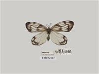 藏品(蓬萊螢斑蛾)的圖片